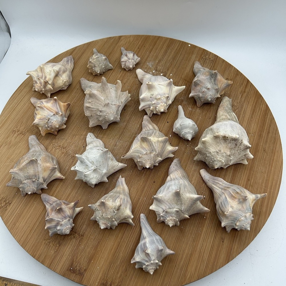 Lot Of 17 Natural Real Sea Conch Knobbed Welk Nautical Decor